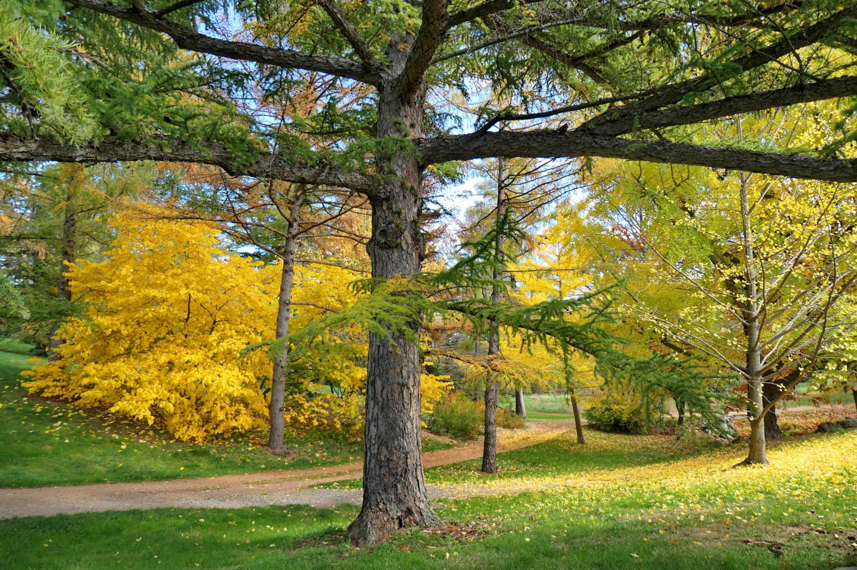 Arnold Arboretum Paths