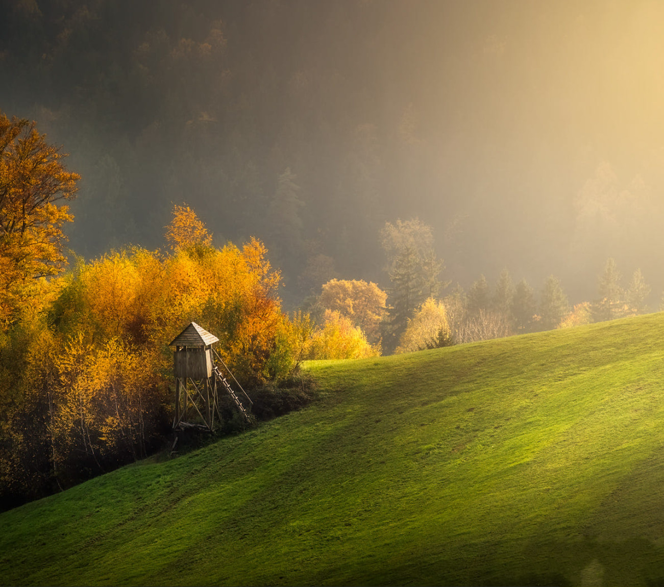 Autumn light XVI