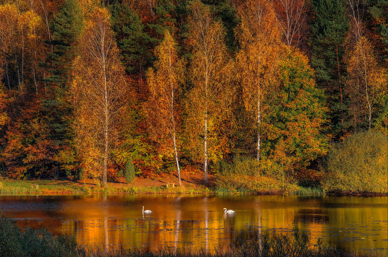 Autumn pond