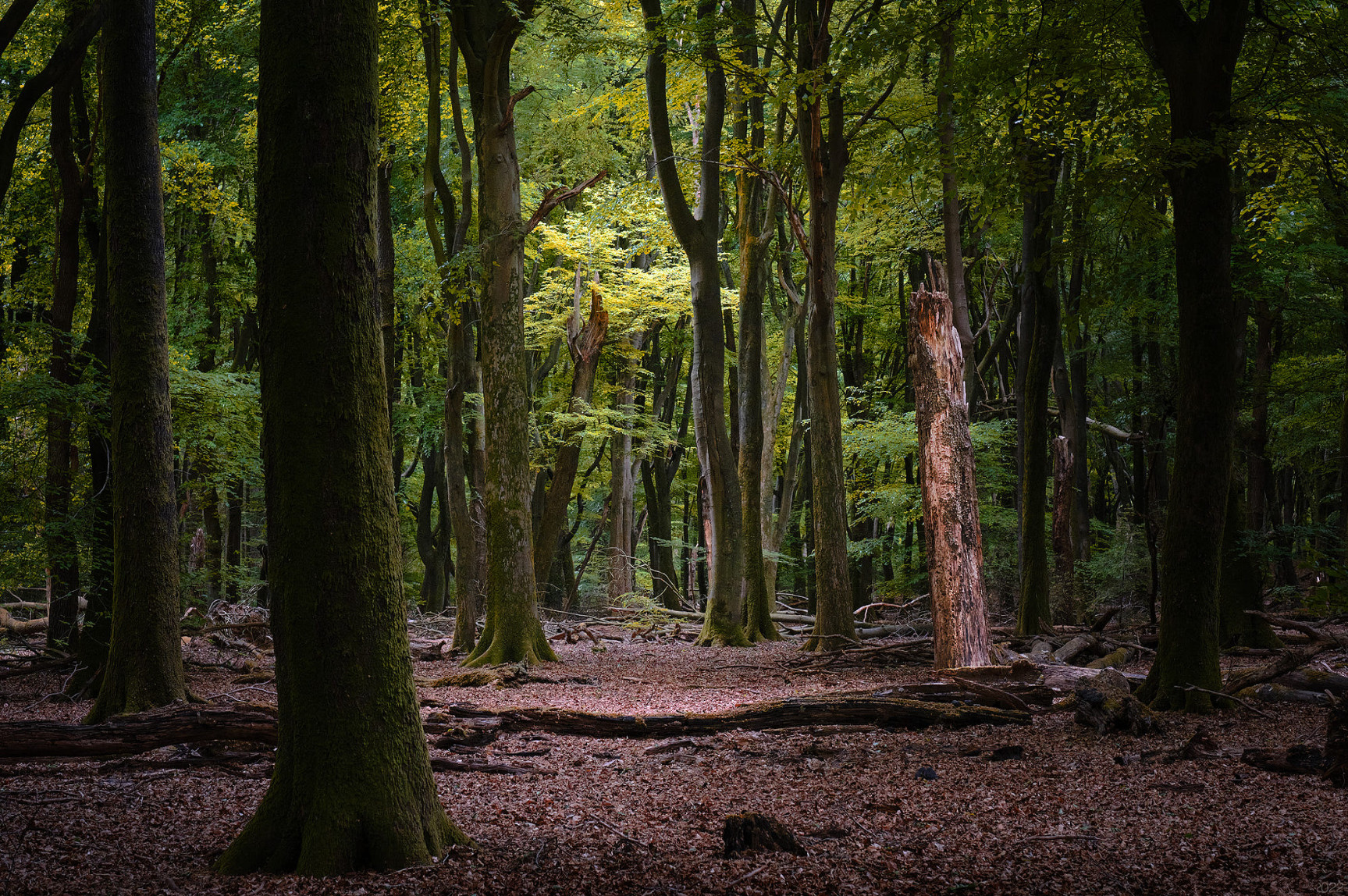 Beech Forest