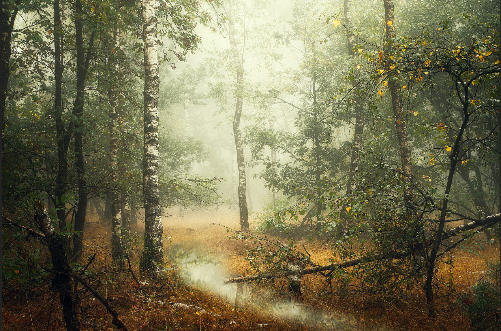 Birch Trees in the Fall