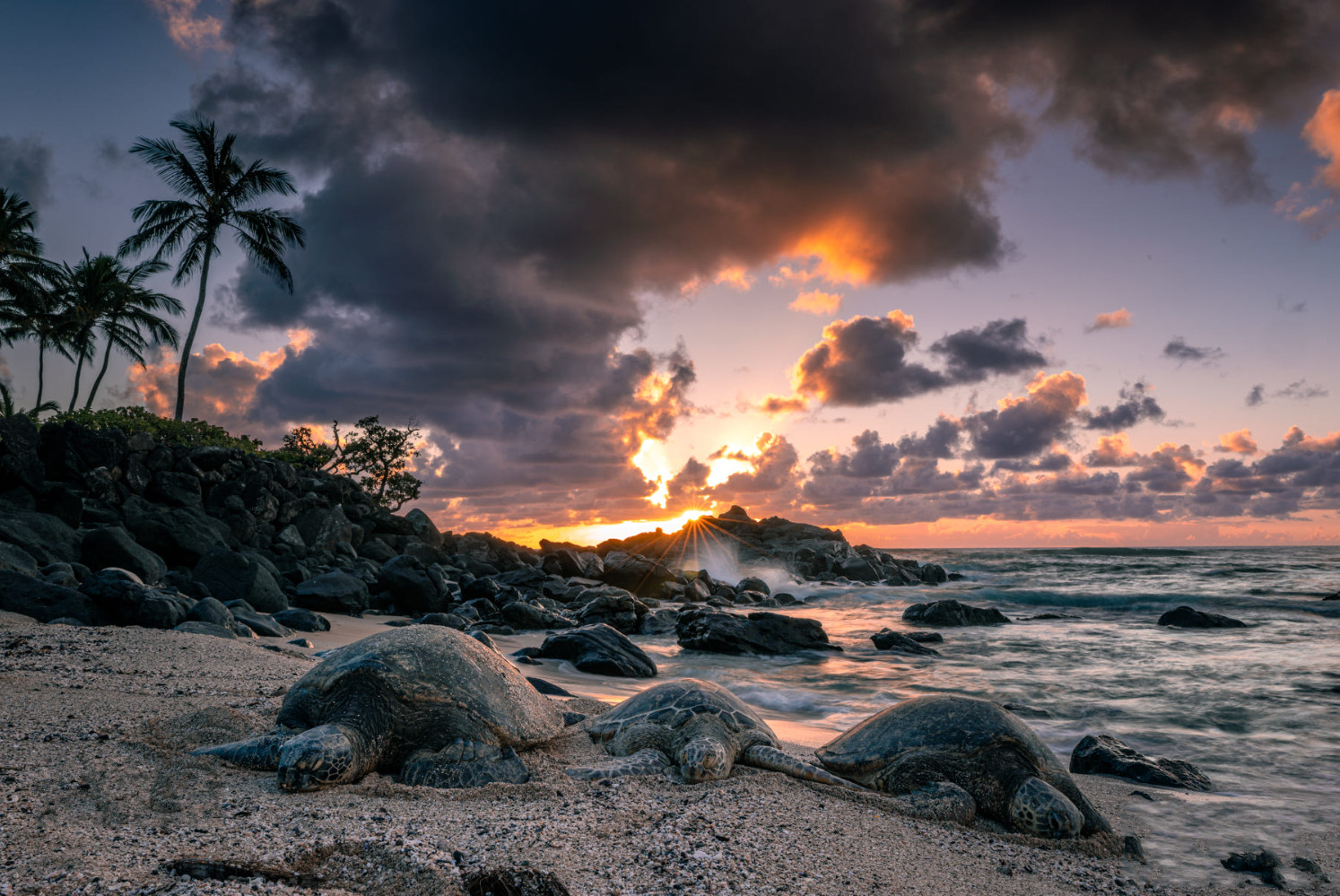 Honu Sunset
