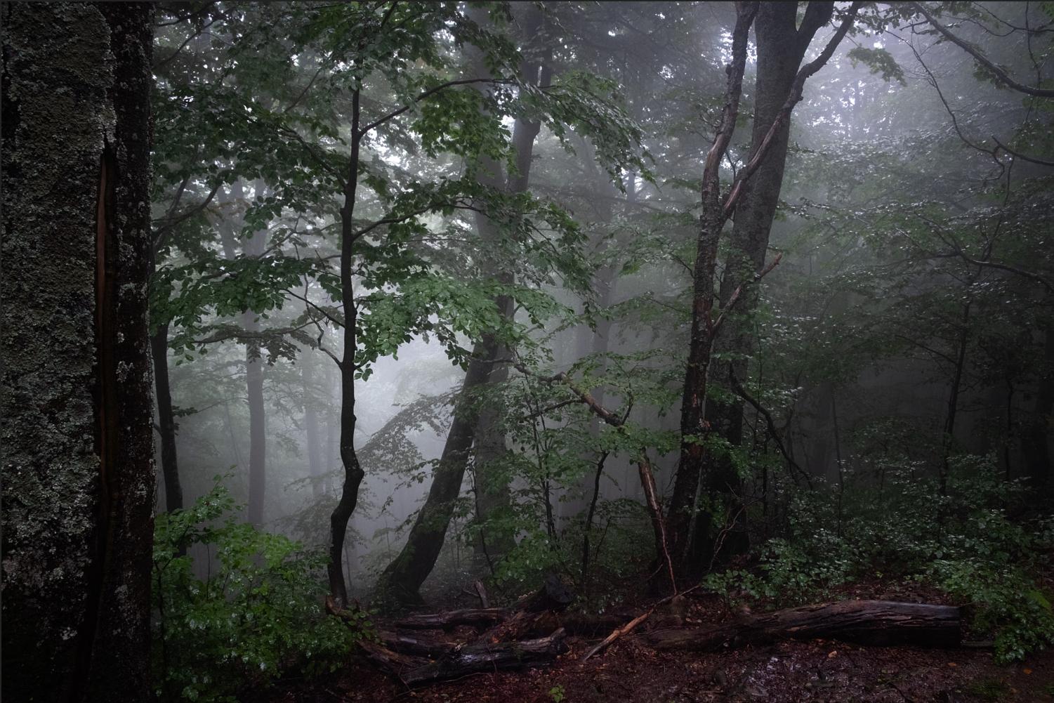 Misty morning, Ukraine