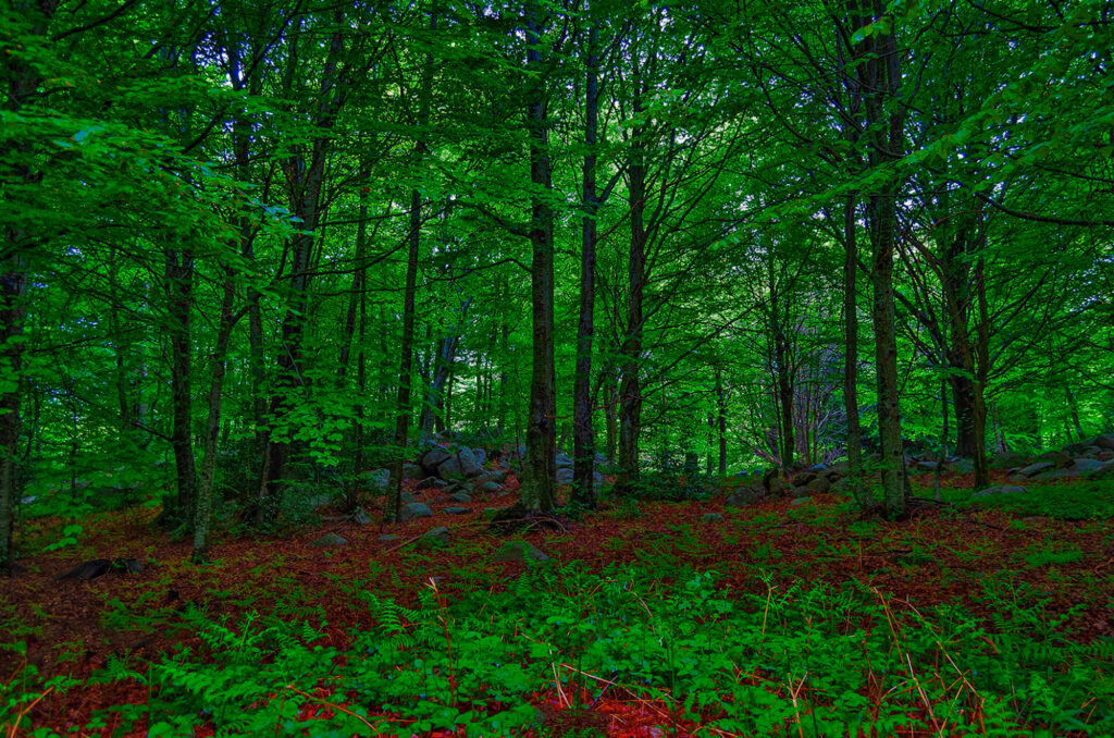 Wide green forest
