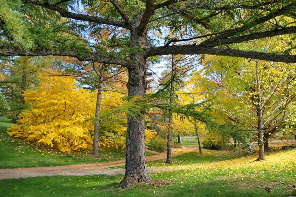 Arnold Arboretum Paths
