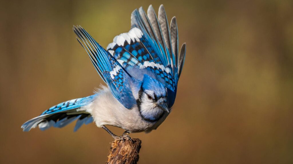 Bluejay