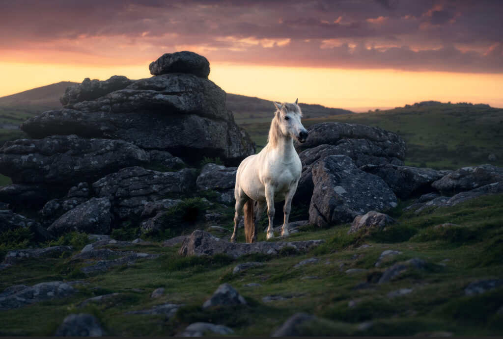 Dartmoor White Horse