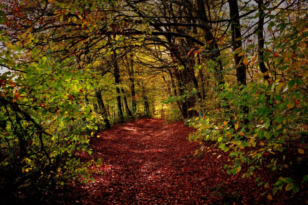 Fall light and colors