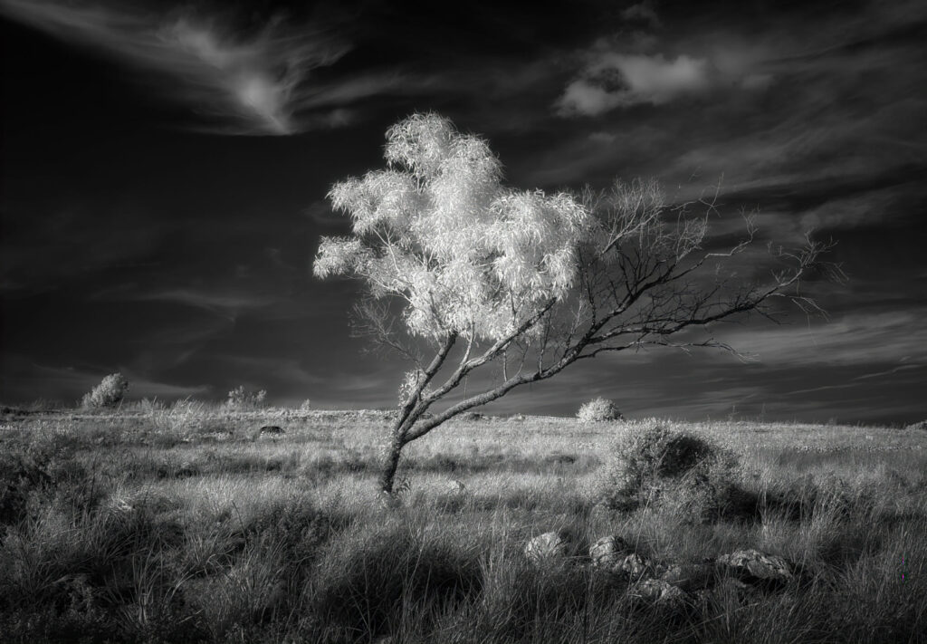 Fighting for survival