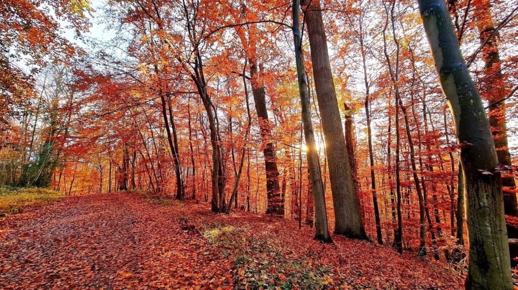 Forest of Compi&egrave;gne