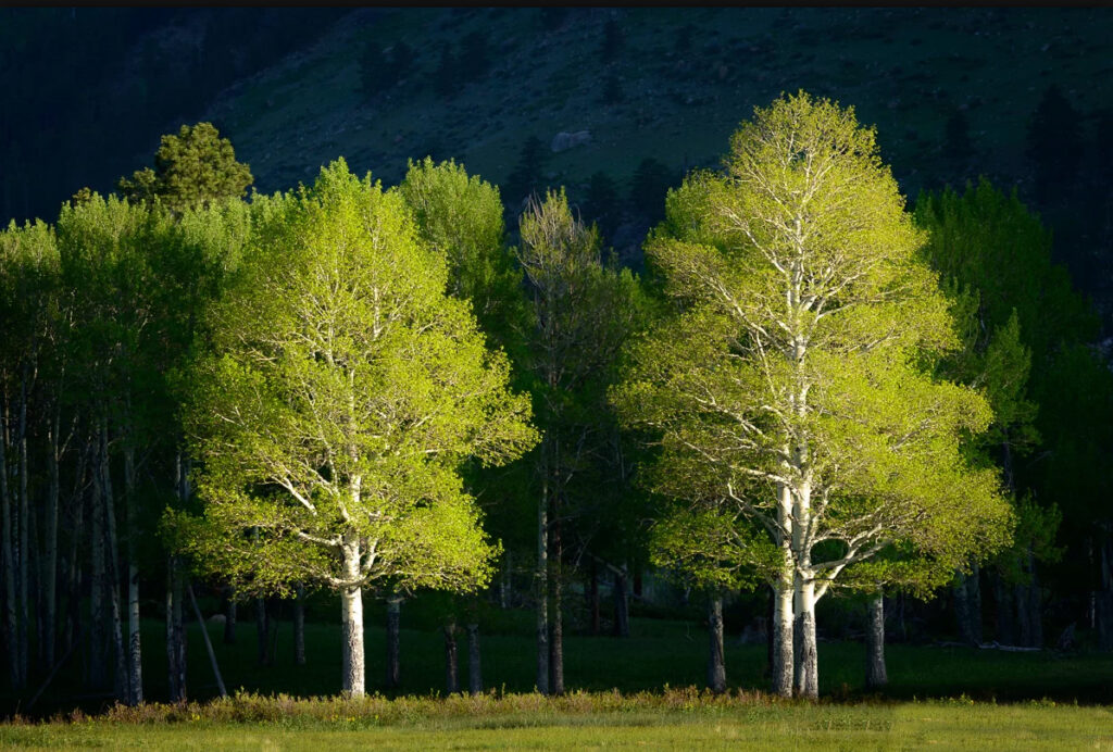 Horseshoe Park, Rocky Mountain NP