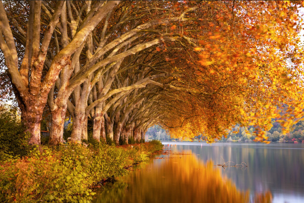 Lake by autumn trees