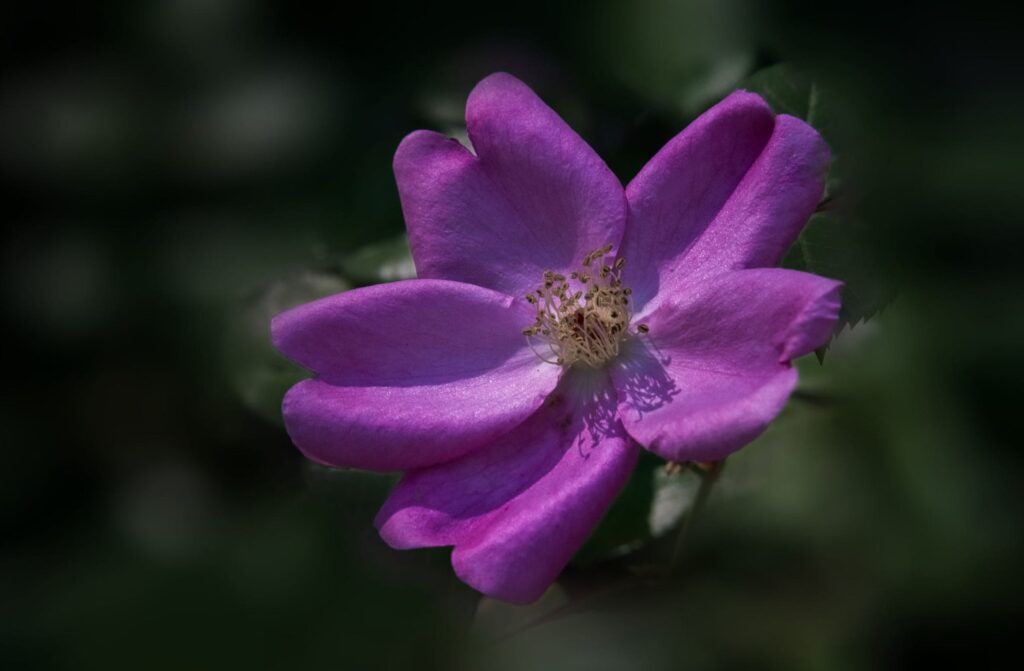Purple flower VI