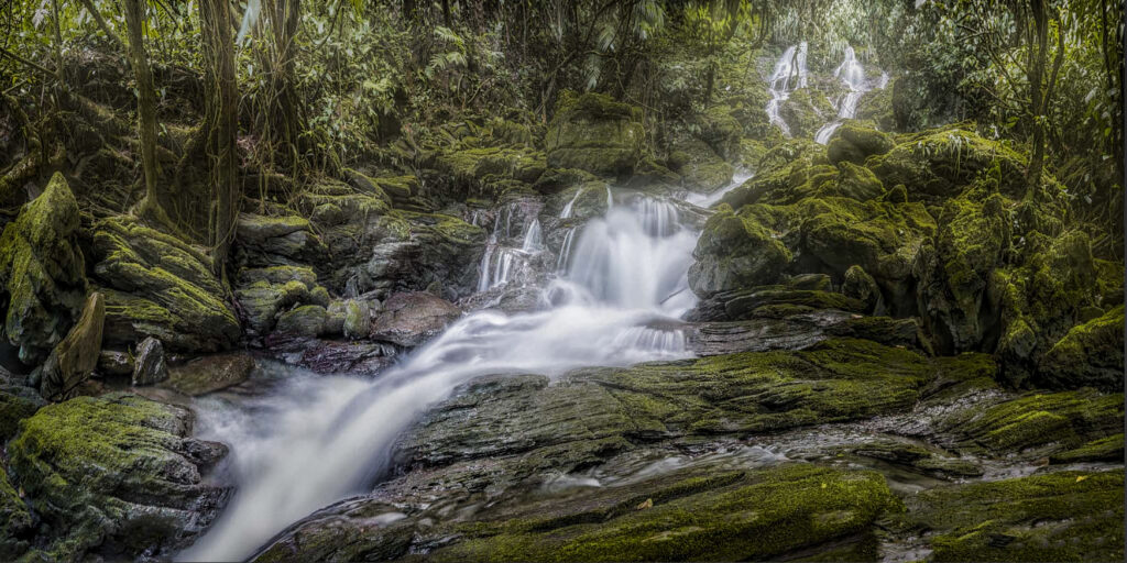 Rainforest Riverflow V