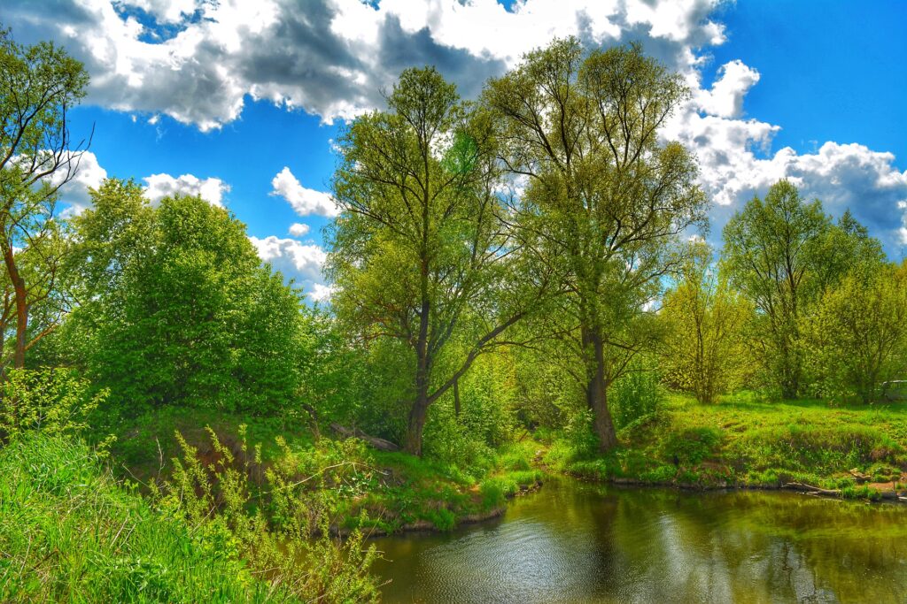 Reflective lake trees
