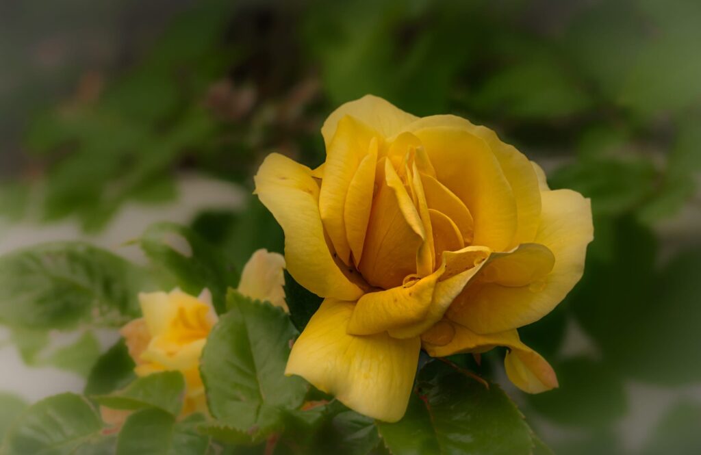 Rosa foetida