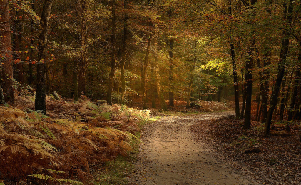 Speulderbos in autumn atmosphere