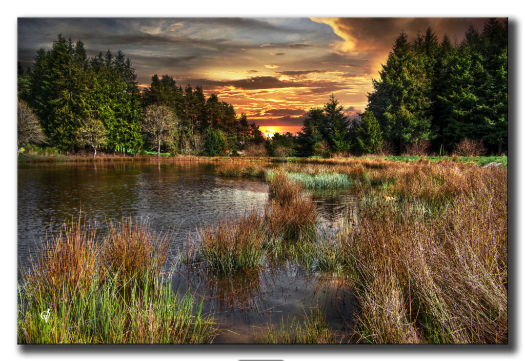 Sunset over the pond