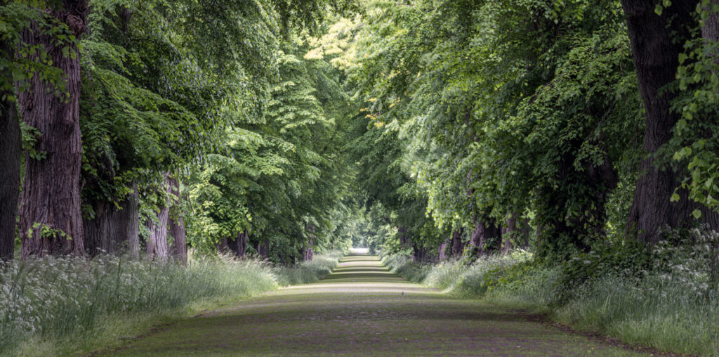 Unused cobblestone street