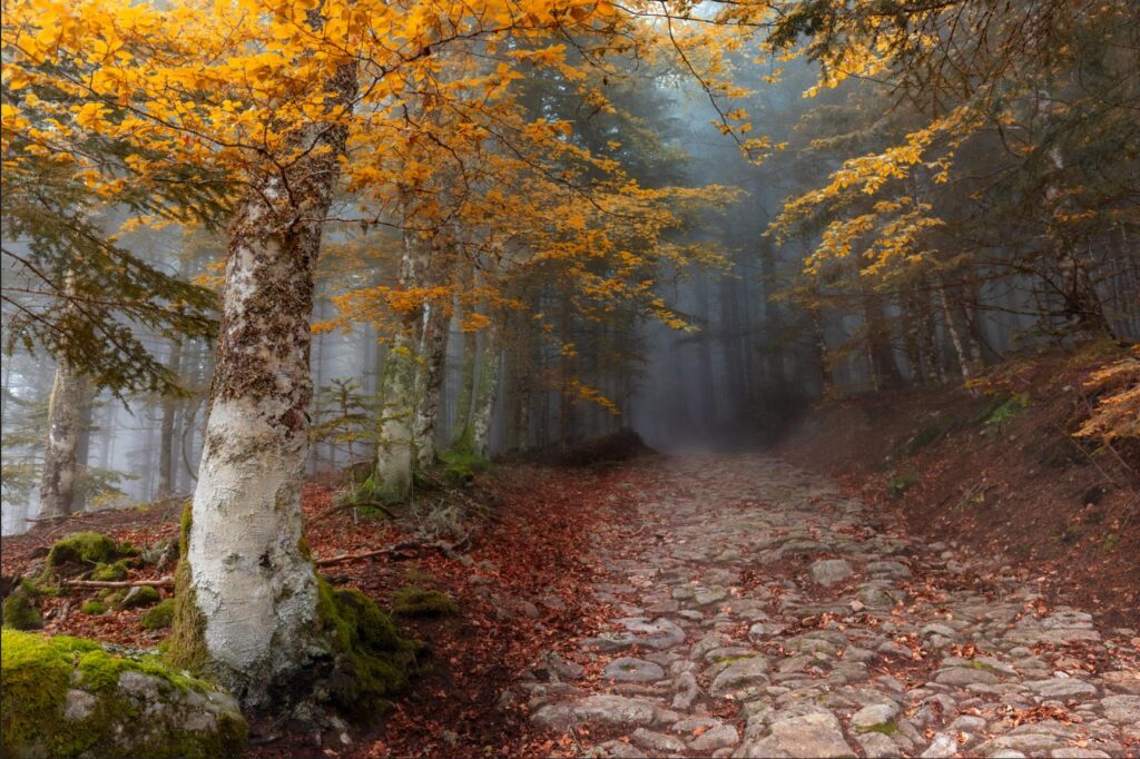 Autumn trees in forest