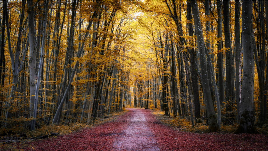 Golden Autumn Path