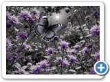 Purple butterfly